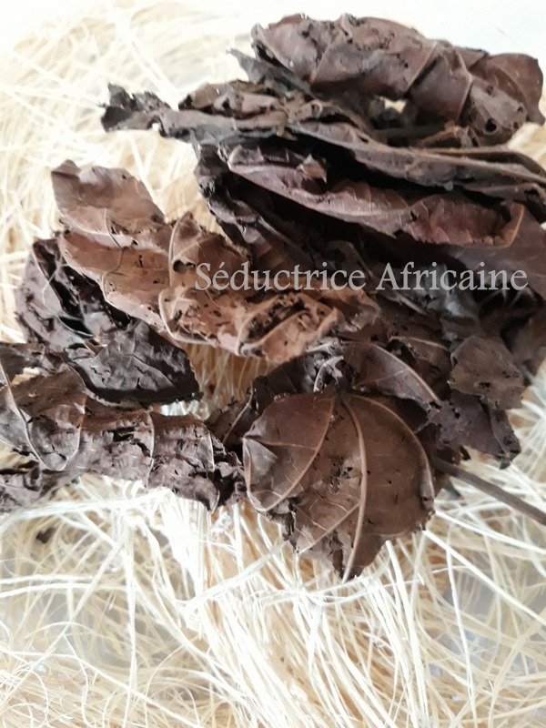 Feuilles de mérinard ou djèka en dioula (Cote d'ivoire), feuilles mort –  Nature Gifts