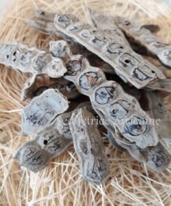 Nep nep /Graine d’Acacia nilotica